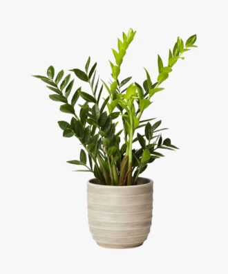 Noreva Hoya Cloud Farm ZZ Plant