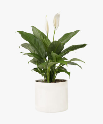 Peace Fresh Self Watering lily Live Plant